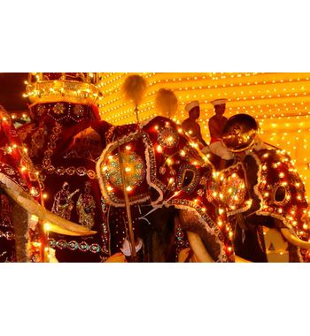 Тур «Новый год и медовый месяц на Шри-Ланке» из Узбекистана